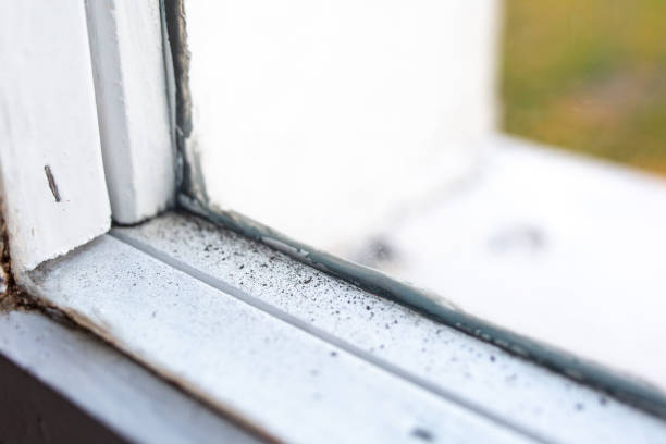 Best Mold Prevention Services  in Clever, MO